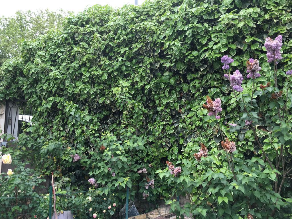 Malaucène Portail Du Ventoux Central Luxe Jardin Linge Fourni מראה חיצוני תמונה